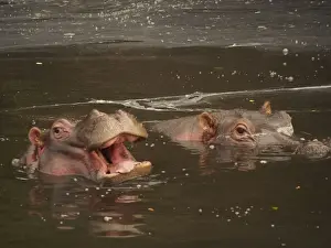 Hippos Prints: Picture No. 10894983