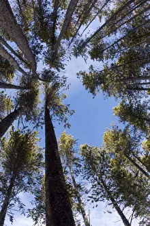 Spruce Prints: Picture No. 10895152