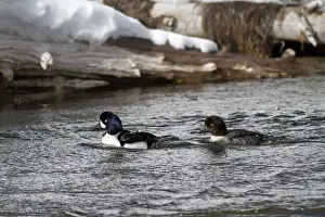 Goldeneye Prints: Picture No. 10895155