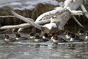 Goldeneye Prints: Picture No. 10895156