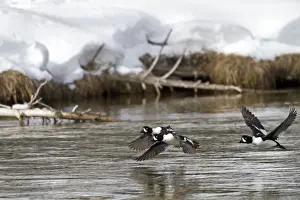 Goldeneye Prints: Picture No. 10895157