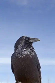 Corvus Prints: Picture No. 10895158