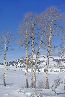 Images Dated 9th February 2011: Picture No. 10895165