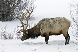 Wapiti Prints: Picture No. 10895176