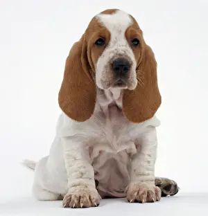 Basset Prints: Picture No. 10895251