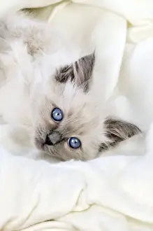 Ragdoll Prints: Picture No. 10895278