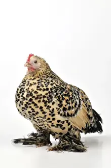 Bantam Prints: Picture No. 10895288