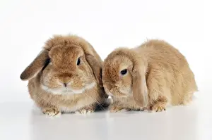 Lops Prints: Picture No. 10895291