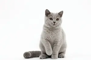 Kitten Prints: Picture No. 10895353