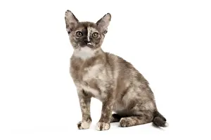 Tortie Prints: Picture No. 10895369