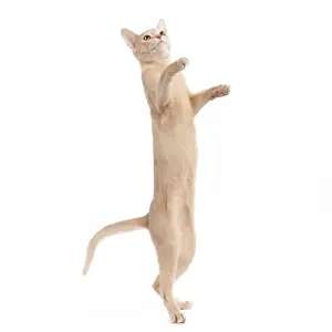 Abyssinian Prints: Picture No. 10895395