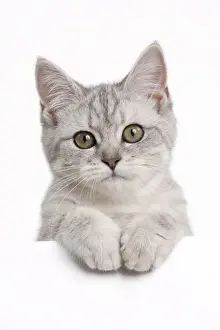 Picture No. 10895398
