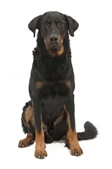 Beauceron Prints: Picture No. 10895446