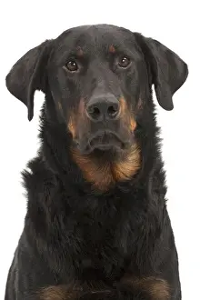 Beauceron Prints: Picture No. 10895447