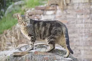 Stray Prints: Picture No. 10895512