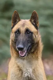 Malinois Prints: Picture No. 10895555