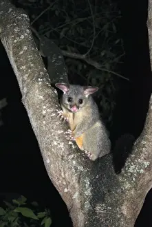 Possum Prints: Picture No. 10895565