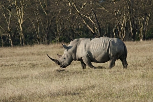 Images Dated 10th December 2010: Picture No. 10895658