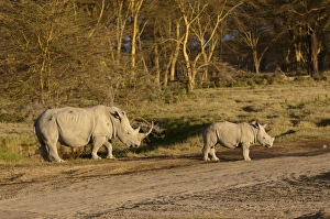 Images Dated 10th December 2010: Picture No. 10895678