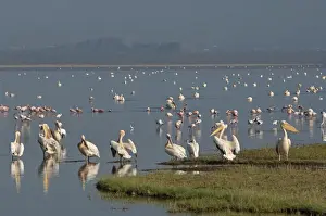 Pelicans Prints: Picture No. 10895679