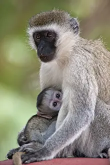 Vervet Prints: Picture No. 10895689