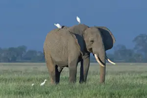 Egrets Prints: Picture No. 10895700