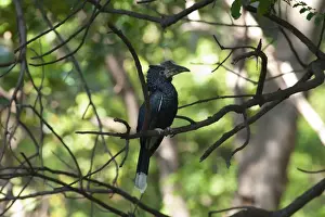 Beaked Prints: Picture No. 10895736