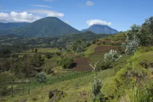 Virunga Prints: Picture No. 10895844