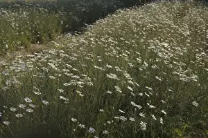 Daisies Prints: Picture No. 10895864