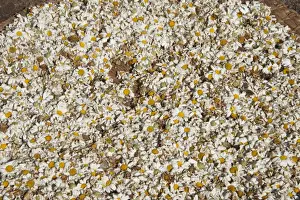 Daisies Prints: Picture No. 10895865