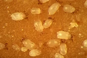 Microscope Prints: Picture No. 10895902