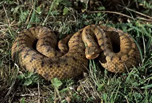 Viper Prints: Picture No. 10895913