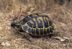 Tortoise Prints: Picture No. 10895916