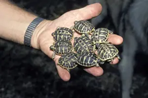 Tortoise Prints: Picture No. 10895922