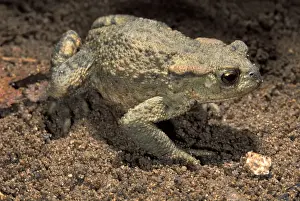 Bufo Prints: Picture No. 10895923