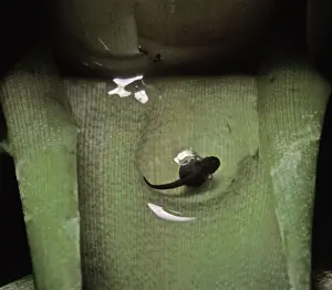 Tadpole Prints: Picture No. 10895929