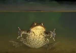 Bufo Prints: Picture No. 10895931