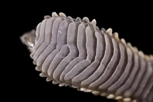 Crested Prints: Picture No. 10895932