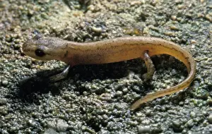 Newt Prints: Picture No. 10895933