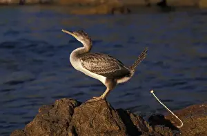 Phalacrocorax Prints: Picture No. 10895967