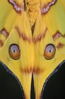 Madagascan Prints: Picture No. 10895981