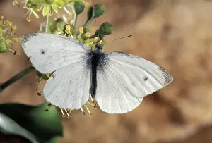 Picture No. 10895991