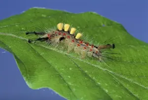 Caterpillar Prints: Picture No. 10895993