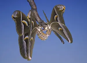 Silkmoth Prints: Picture No. 10896008