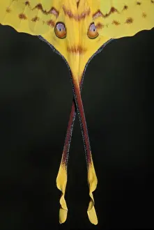 Madagascan Prints: Picture No. 10896012