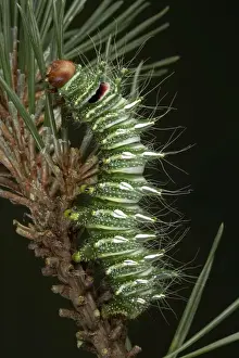 Caterpillar Prints: Picture No. 10896015