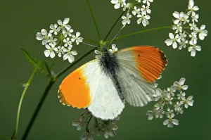 Collections: Butterflies & Insects Collection