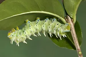 Caterpillar Prints: Picture No. 10896081