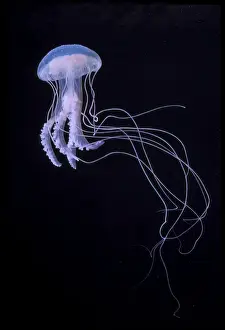 Jellyfish Prints: Picture No. 10896131
