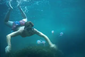 Jellyfish Prints: Picture No. 10896136